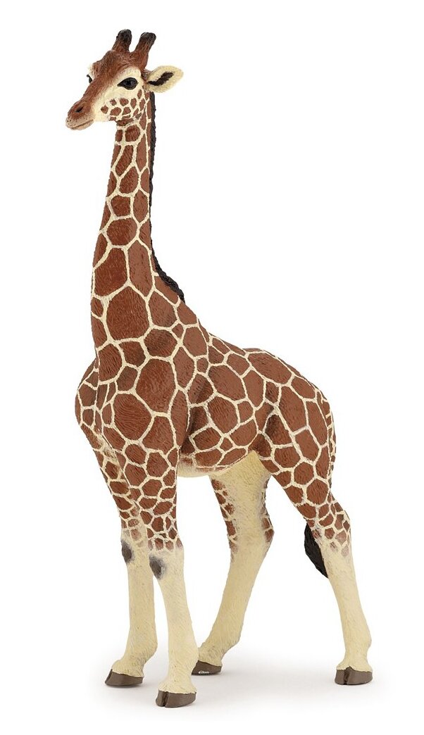 Giraffe mannelijk