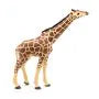 Giraffe grazend met kop omhoog
