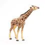 Giraffe grazend met kop omhoog
