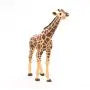 Giraffe grazend met kop omhoog