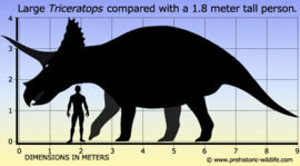 Triceratops