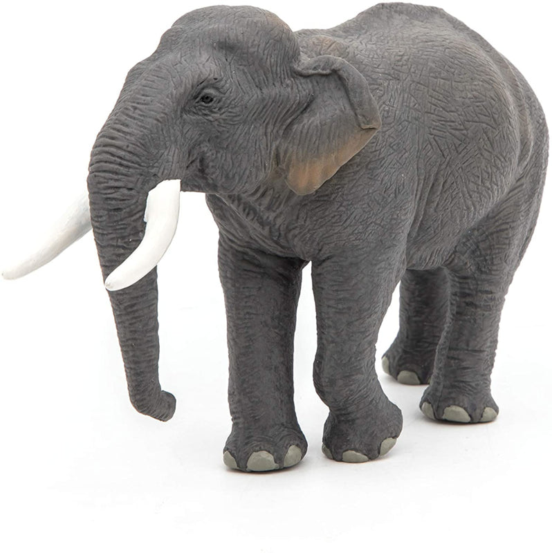 Aziatische olifant