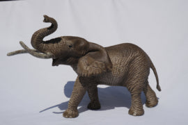 Afrikaanse olifant mannetje