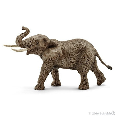 Afrikaanse olifant mannetje