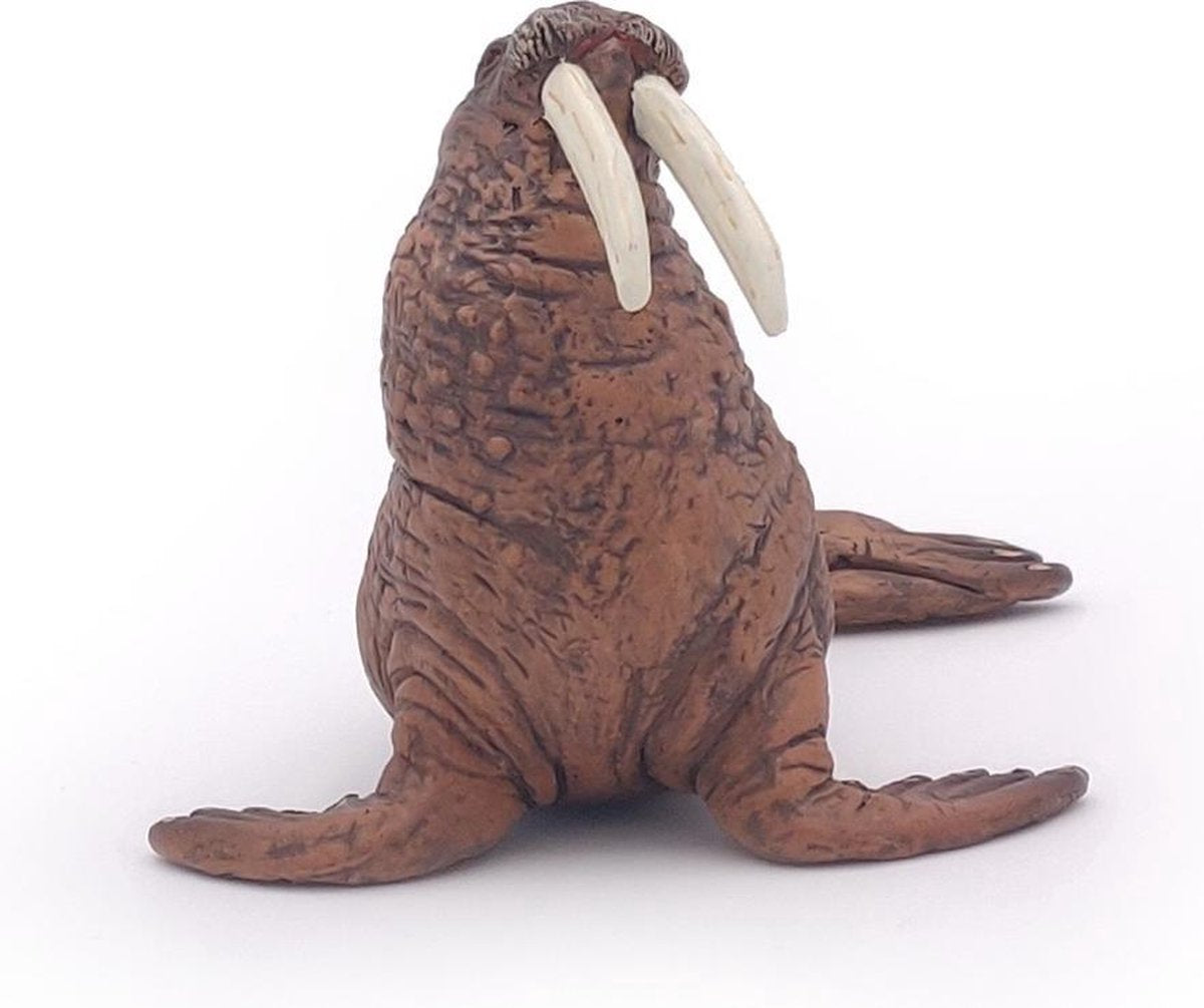 Walrus