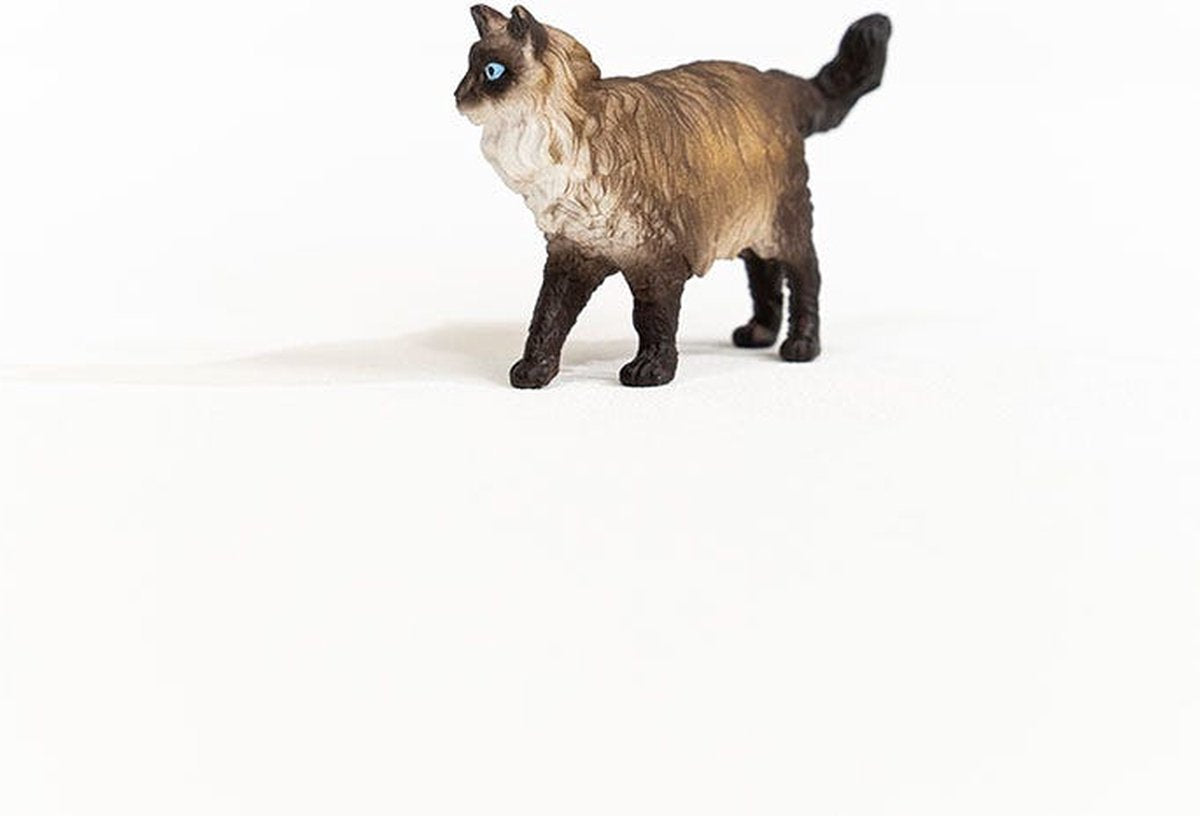 Ragdoll kat