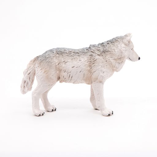 Poolwolf