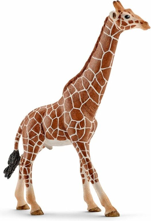Giraffe mannetje