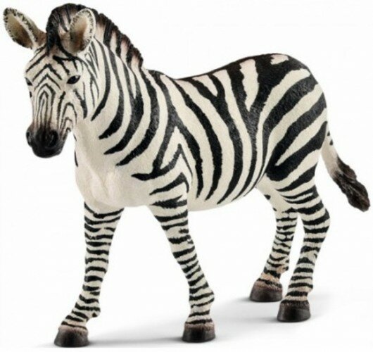 Zebra merrie