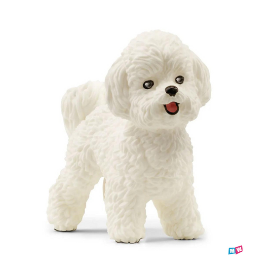 Bichon Frisé hondje