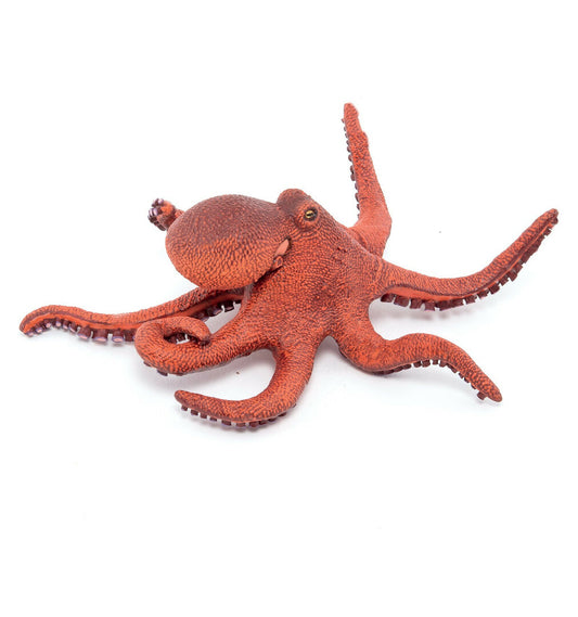 Baby octopus