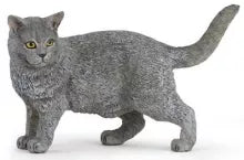 Chartreux/ Karthuizer kat