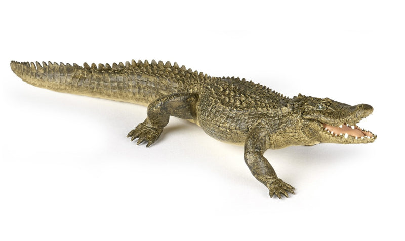 Alligator