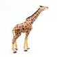 Giraffe grazend met kop omhoog