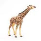 Giraffe grazend met kop omhoog