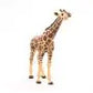 Giraffe grazend met kop omhoog