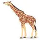 Giraffe grazend met kop omhoog