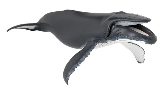 Bultrug walvis