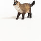 Ragdoll kat