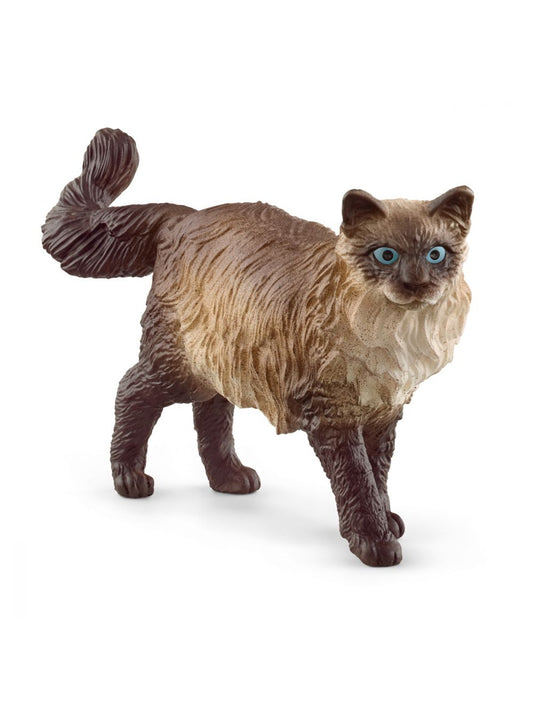 Ragdoll kat