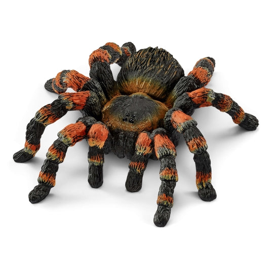 Vogelspin tarantula