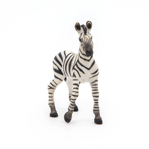 Zebra veulen