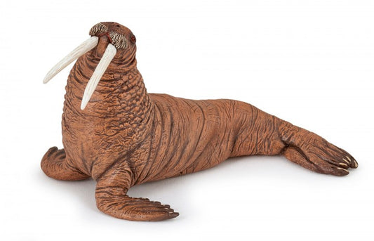 Walrus