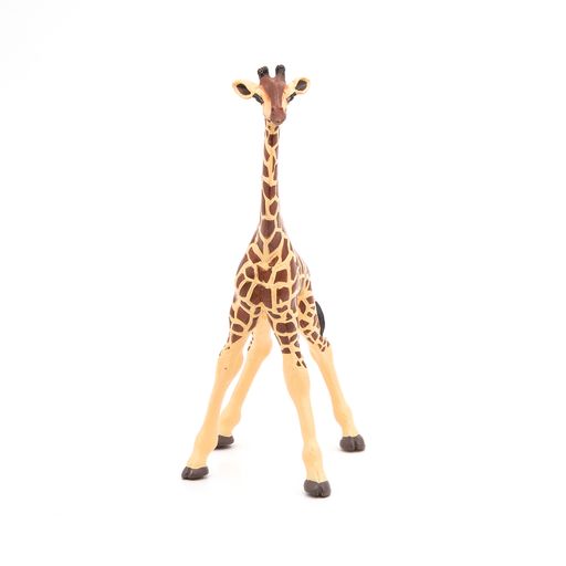 Giraffe kalf