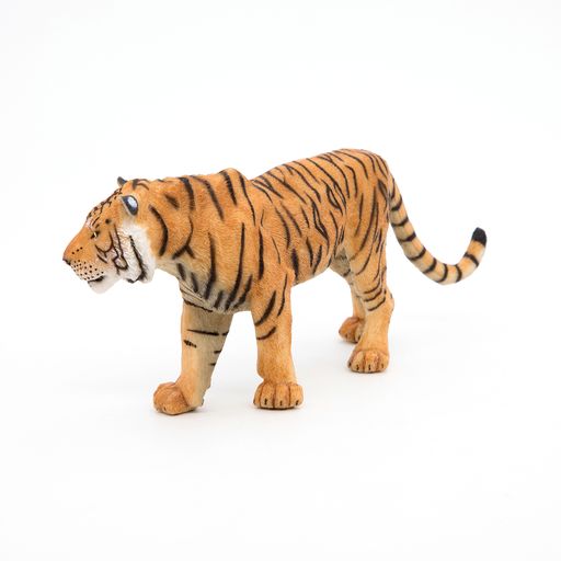 Tijger
