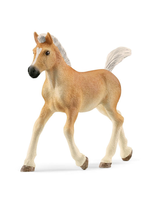 Haflinger veulen