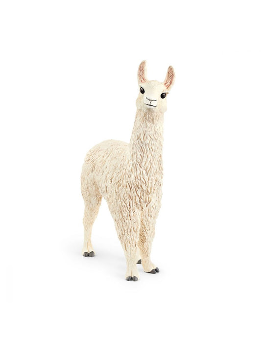 Lama