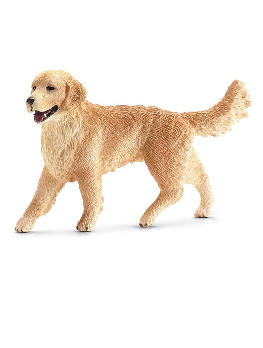 Golden Retriever vrouwtje