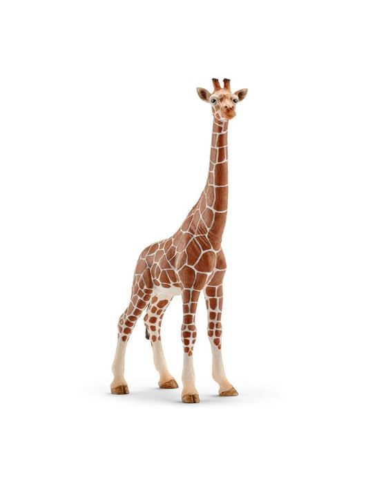 Giraffe vrouwtje