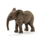 Afrikaanse olifant kalf